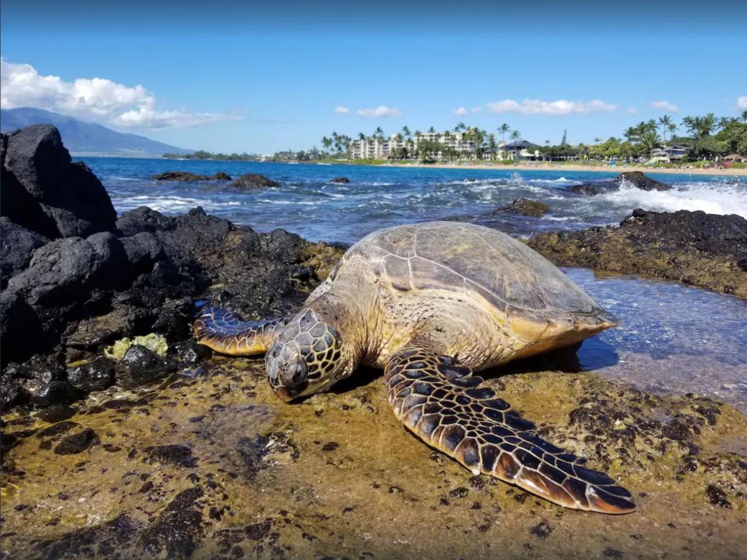 Tropical Maui Kamaole B-Bldg Διαμέρισμα Wailea  Εξωτερικό φωτογραφία